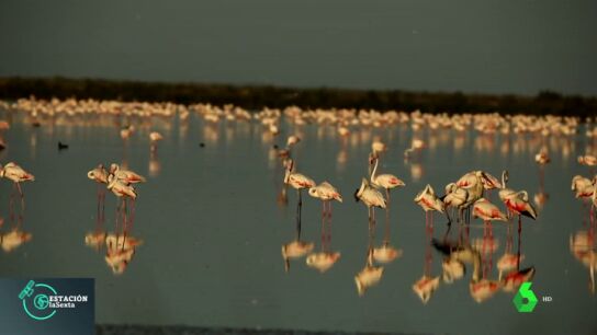 El arte (y la t&eacute;cnica) de fotografiar a las especies en el parque de Do&ntilde;ana