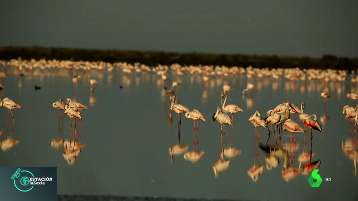 El arte (y la técnica) de fotografiar a las especies en el parque de Doñana