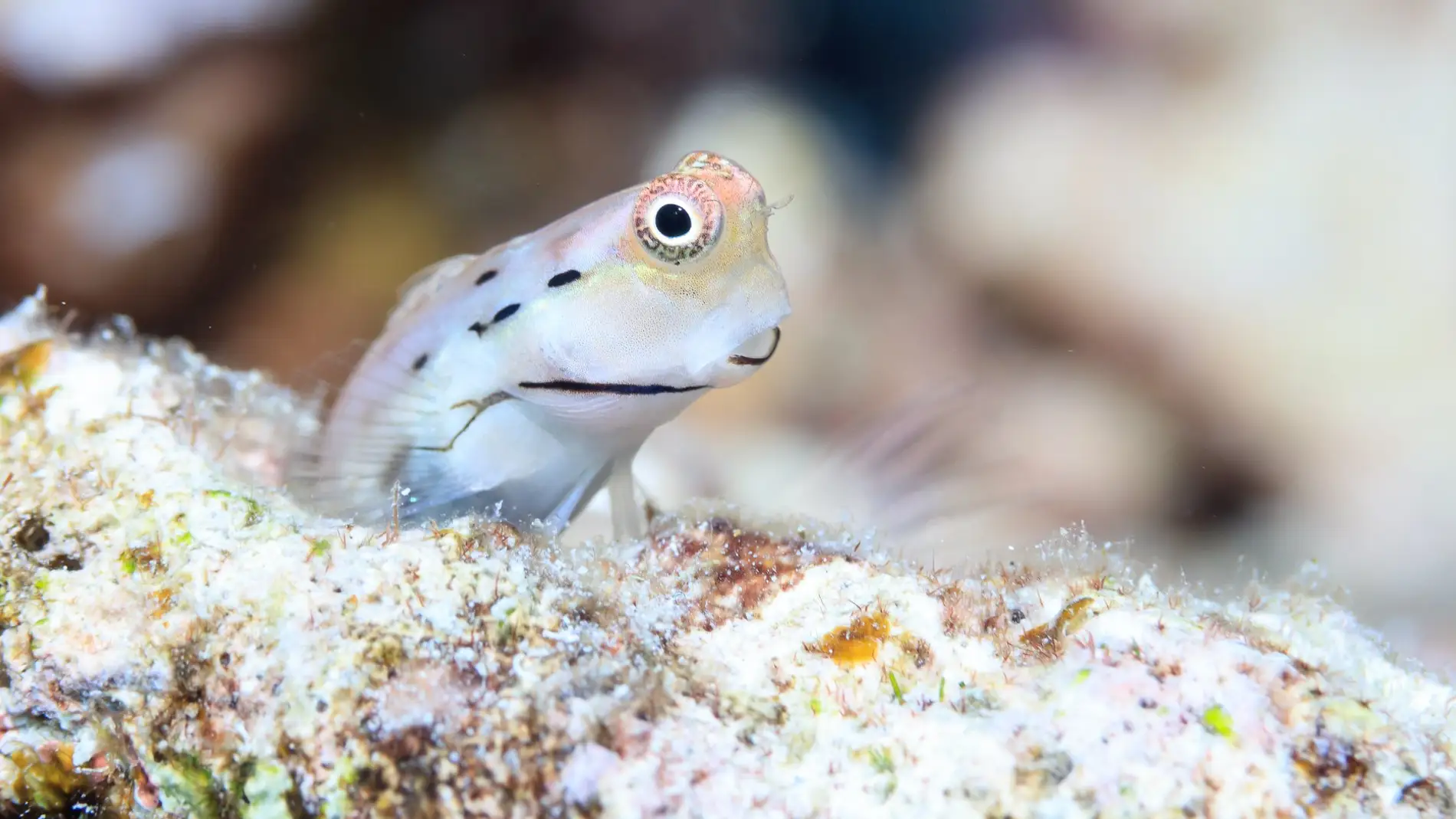 La supervivencia de los arrecifes de coral depende de los peces mas diminutos del mundo