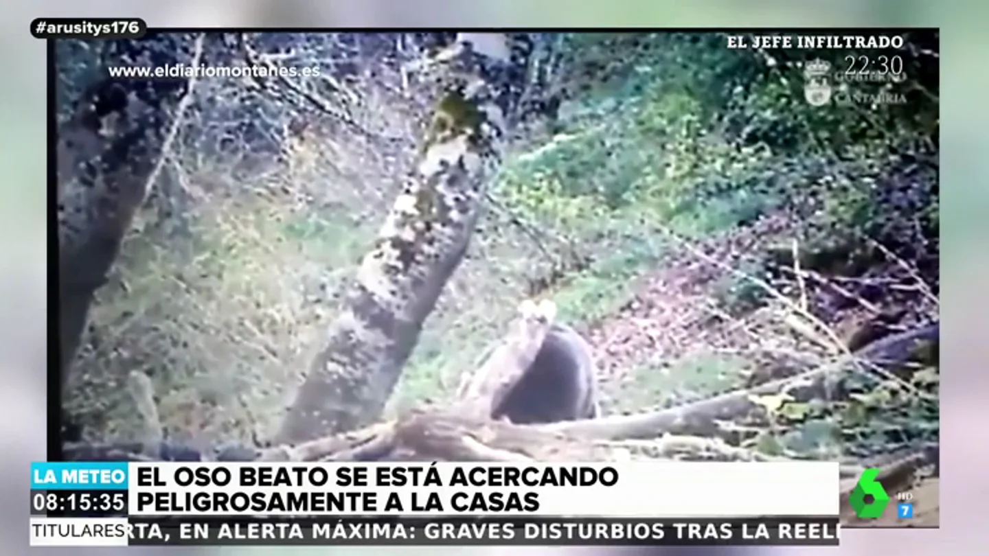 Alerta en los montes de Liébana, Cantabria, por la presencia de un oso cerca de las viviendas Alerta en los montes de Liébana, Cantabria, por la presencia de un oso cerca de las viviendas