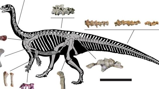 El Mussaurus patagonicus El Mussaurus patagonicus