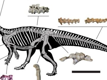 El Mussaurus patagonicus El Mussaurus patagonicus