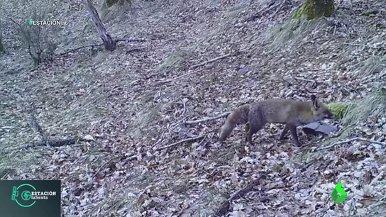 La fauna de la Sierra do Courel La fauna de la Sierra do Courel