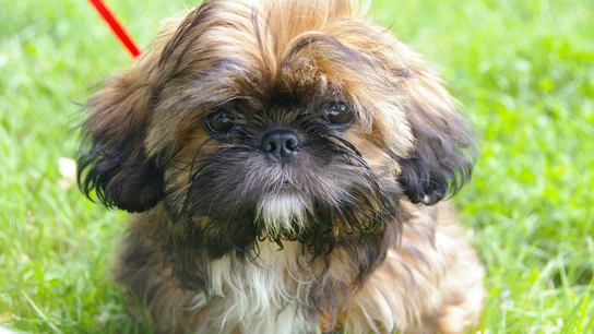 Un ejemplar de Shih Tzu Un ejemplar de Shih Tzu