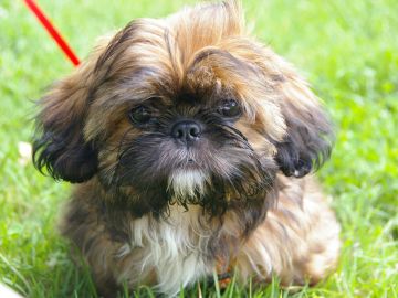 Un ejemplar de Shih Tzu Un ejemplar de Shih Tzu