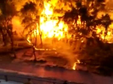 Provocan un incendio en Palencia por prender fuego a las pelusas de los árboles Provocan un incendio en Palencia por prender fuego a las pelusas de los árboles