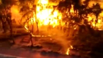 Provocan un incendio en Palencia por prender fuego a las pelusas de los árboles 