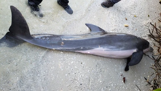 El cadáver del delfín varado en una playa de florida  El cadáver del delfín varado en una playa de florida
