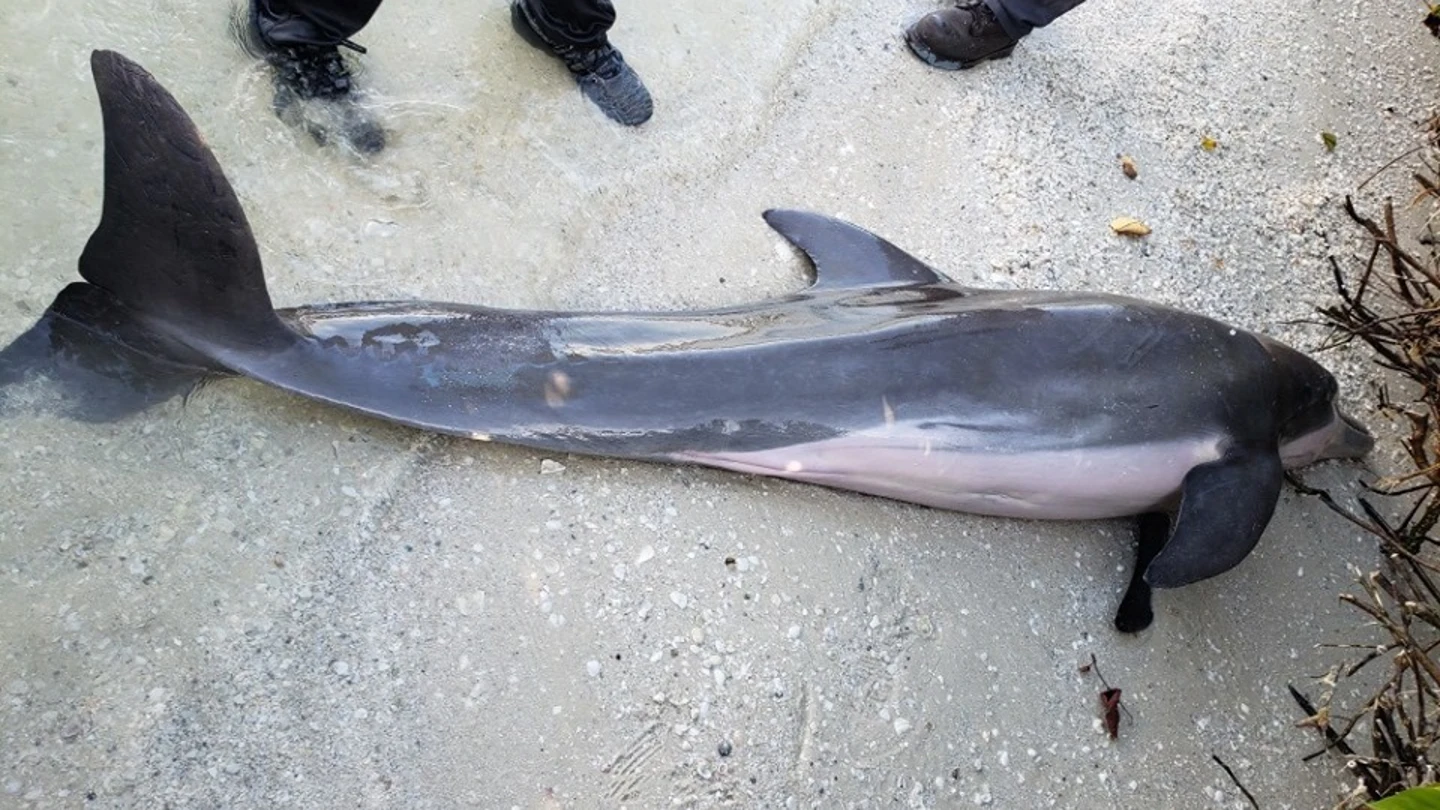 El cadáver del delfín varado en una playa de florida El cadáver del delfín varado en una playa de florida