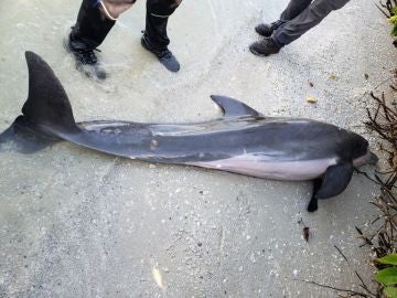 El cadáver del delfín varado en una playa de florida El cadáver del delfín varado en una playa de florida