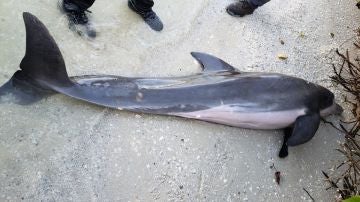 El cadáver del delfín varado en una playa de florida 