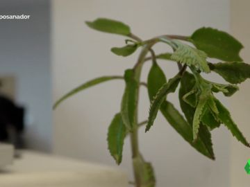 La verdad sobre el Kalanchoe, la planta tóxica que receta Pàmies para curar el cáncer La verdad sobre el Kalanchoe, la planta tóxica que receta Pàmies para curar el cáncer