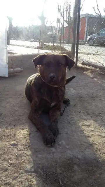 Imagen del perro Fido Imagen del perro Fido