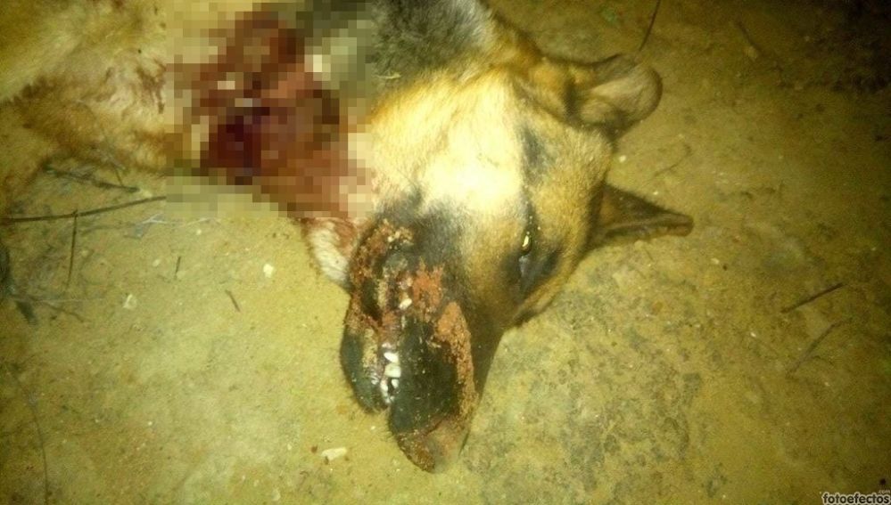 Imagen de la perra asesinada a tiros en Jaén