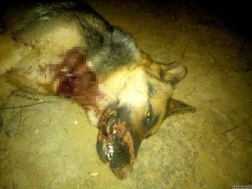 Imagen de la perra asesinada a tiros en Jaén Imagen de la perra asesinada a tiros en Jaén
