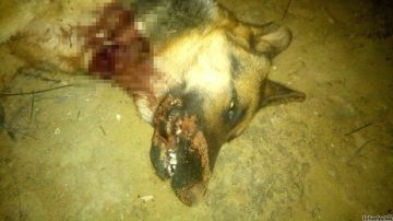 Imagen de la perra asesinada a tiros en Jaén