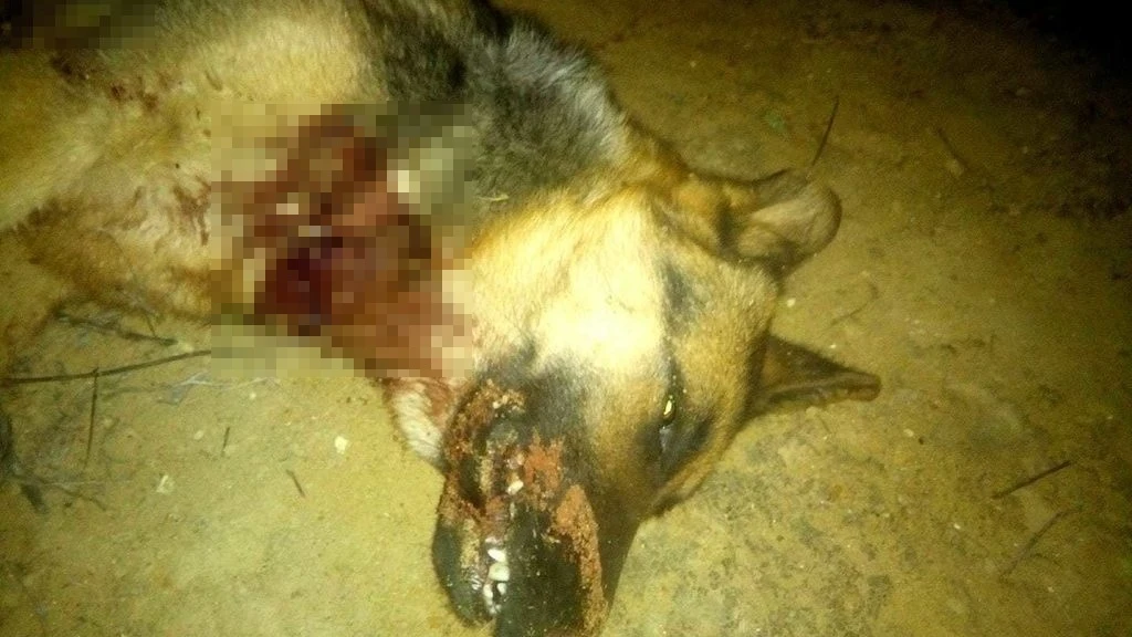 Imagen de la perra asesinada a tiros en Jaén Imagen de la perra asesinada a tiros en Jaén