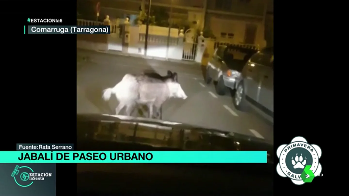 Un jabalí sorprende a los vecinos de Comarruga, Tarragona, paseando por sus calles Un jabalí sorprende a los vecinos de Comarruga, Tarragona, paseando por sus calles
