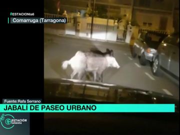 Un jabalí sorprende a los vecinos de Comarruga, Tarragona, paseando por sus calles Un jabalí sorprende a los vecinos de Comarruga, Tarragona, paseando por sus calles