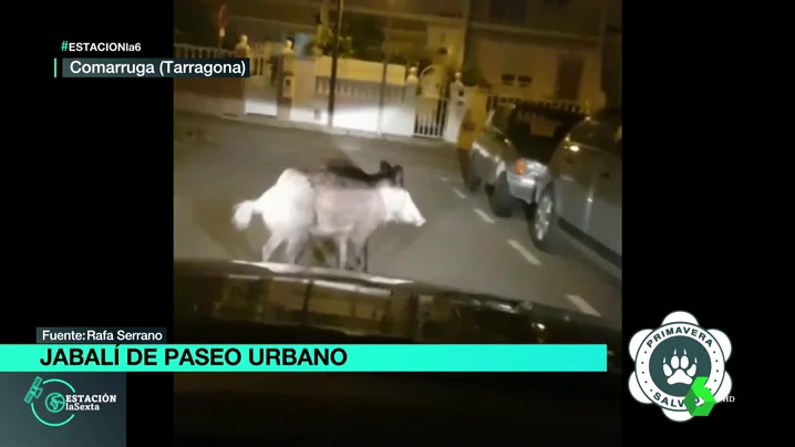 Un jabalí sorprende a los vecinos de Comarruga, Tarragona, paseando por sus calles