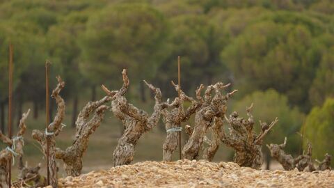 Ribera del Duero 