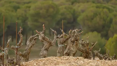 Ribera del Duero Ribera del Duero