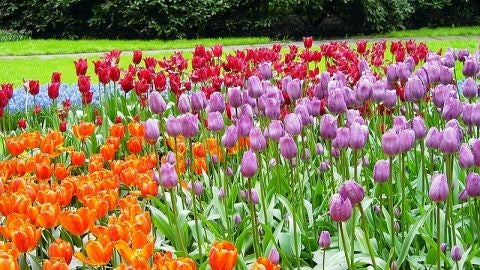Holanda