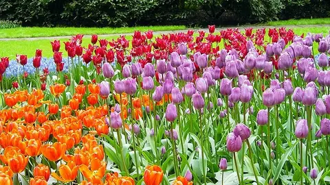 Holanda Holanda