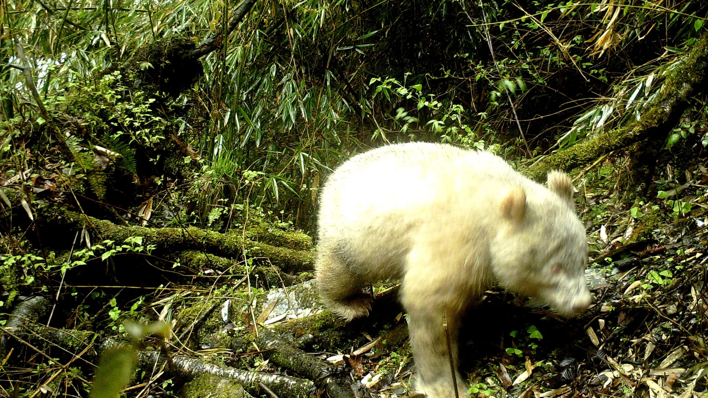 El primer oso panda albino del mundo El primer oso panda albino del mundo