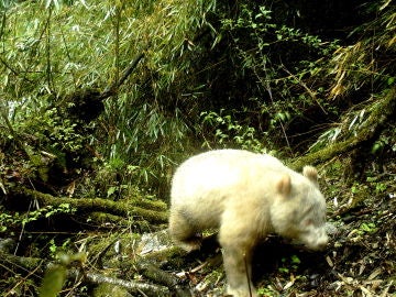 El primer oso panda albino del mundo El primer oso panda albino del mundo