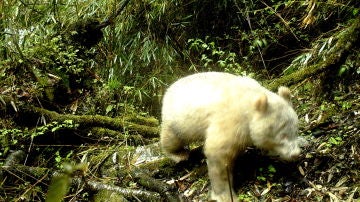 El primer oso panda albino del mundo 