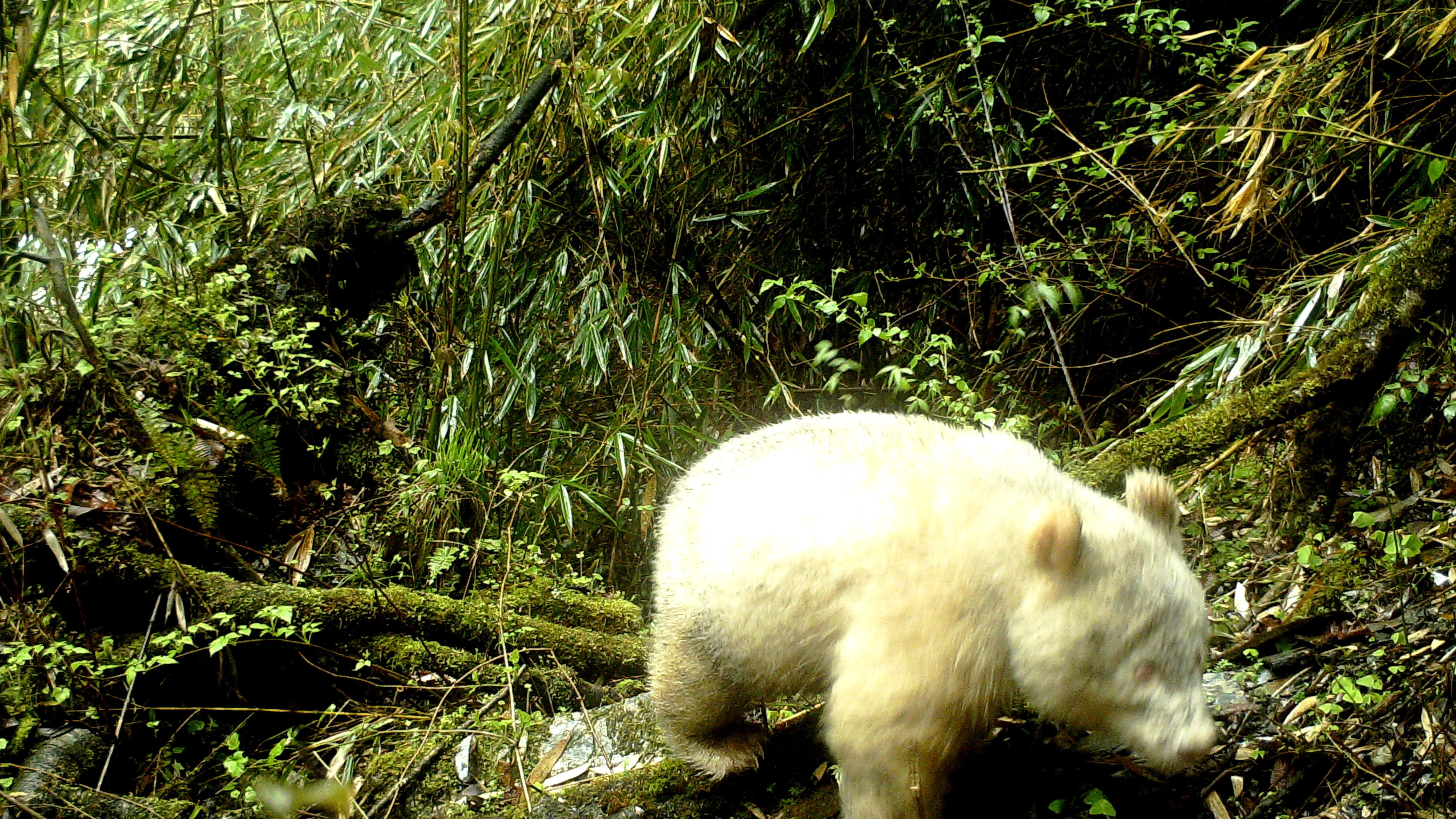 El primer oso panda albino del mundo 