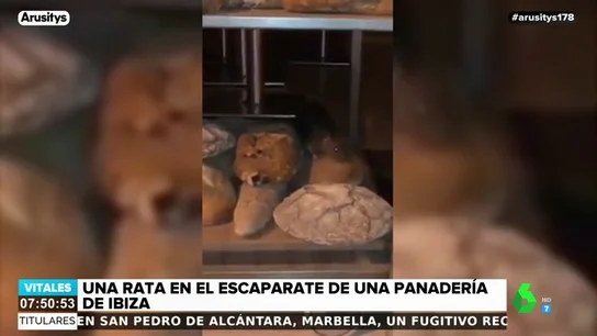 Graban a una rata 'paseándose' por el escaparate de una panadería de Ibiza Graban a una rata 'paseándose' por el escaparate de una panadería de Ibiza