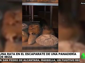 Graban a una rata 'paseándose' por el escaparate de una panadería de Ibiza Graban a una rata 'paseándose' por el escaparate de una panadería de Ibiza