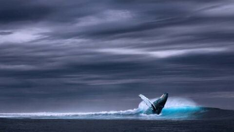 Ballena