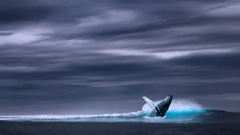Ballena Ballena