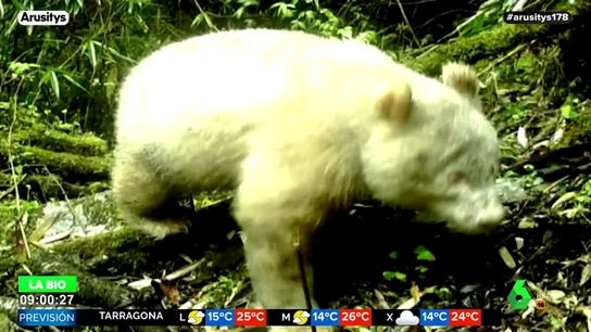 Captan por primera vez la imagen de un oso panda albino Captan por primera vez la imagen de un oso panda albino