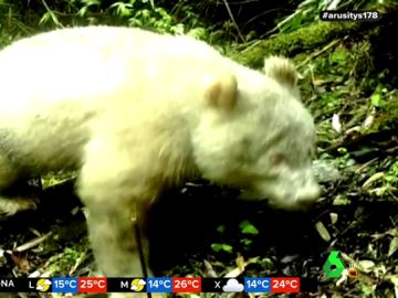 Captan por primera vez la imagen de un oso panda albino Captan por primera vez la imagen de un oso panda albino