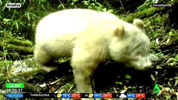 Captan por primera vez la imagen de un oso panda albino 
