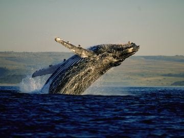 Avistamiento de ballenas