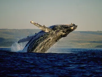 Avistamiento de ballenas Avistamiento de ballenas