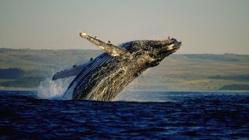 Avistamiento de ballenas