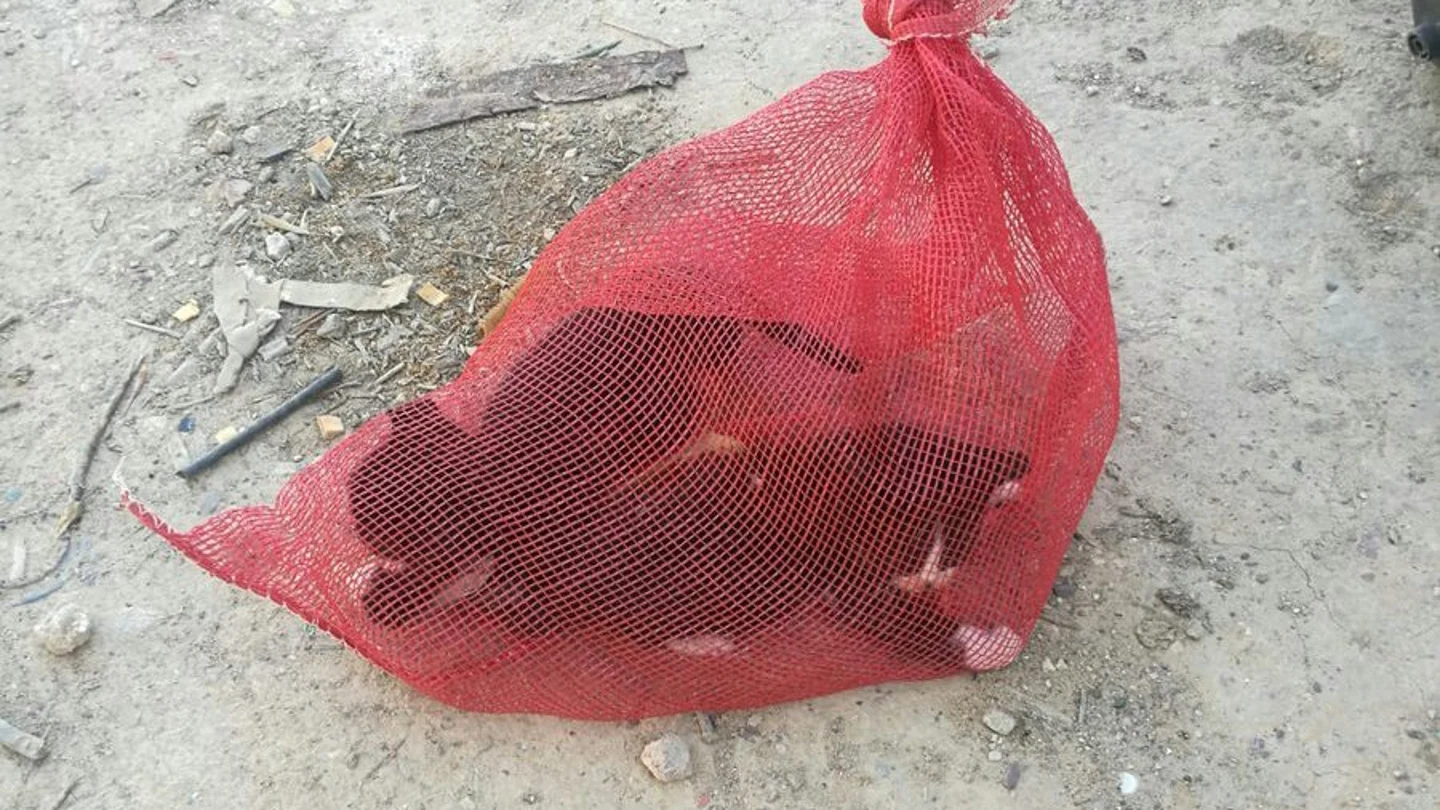 Las dos crías de gato rescatadas del interior de un vehículo en Murcia Las dos crías de gato rescatadas del interior de un vehículo en Murcia