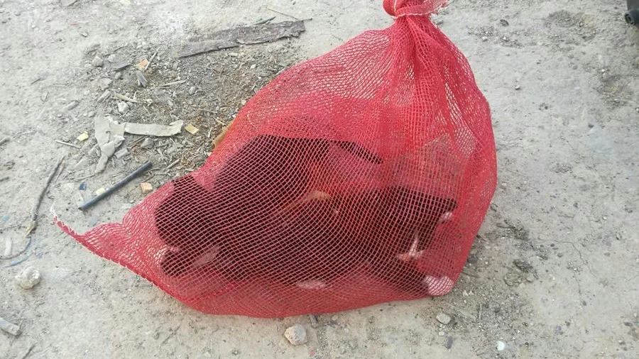 Las dos crías de gato rescatadas del interior de un vehículo en Murcia