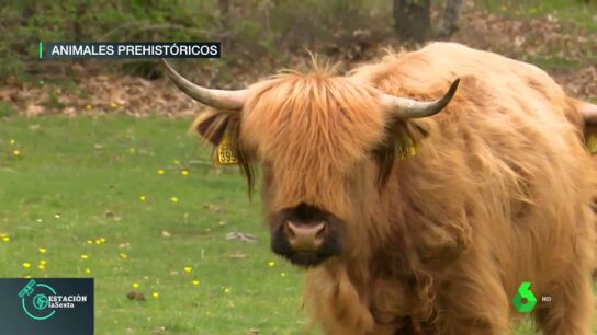 Safari prehist&oacute;rico: estos son los animales que conviv&iacute;an con nosotros hace 20.000 a&ntilde;os