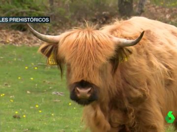 Safari prehistórico: estos son los animales que convivían con nosotros hace 20.000 años Safari prehistórico: estos son los animales que convivían con nosotros hace 20.000 años