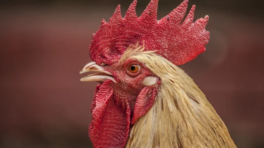 Un gallo (Archivo) Un gallo (Archivo)