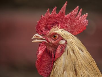 Un gallo (Archivo) Un gallo (Archivo)