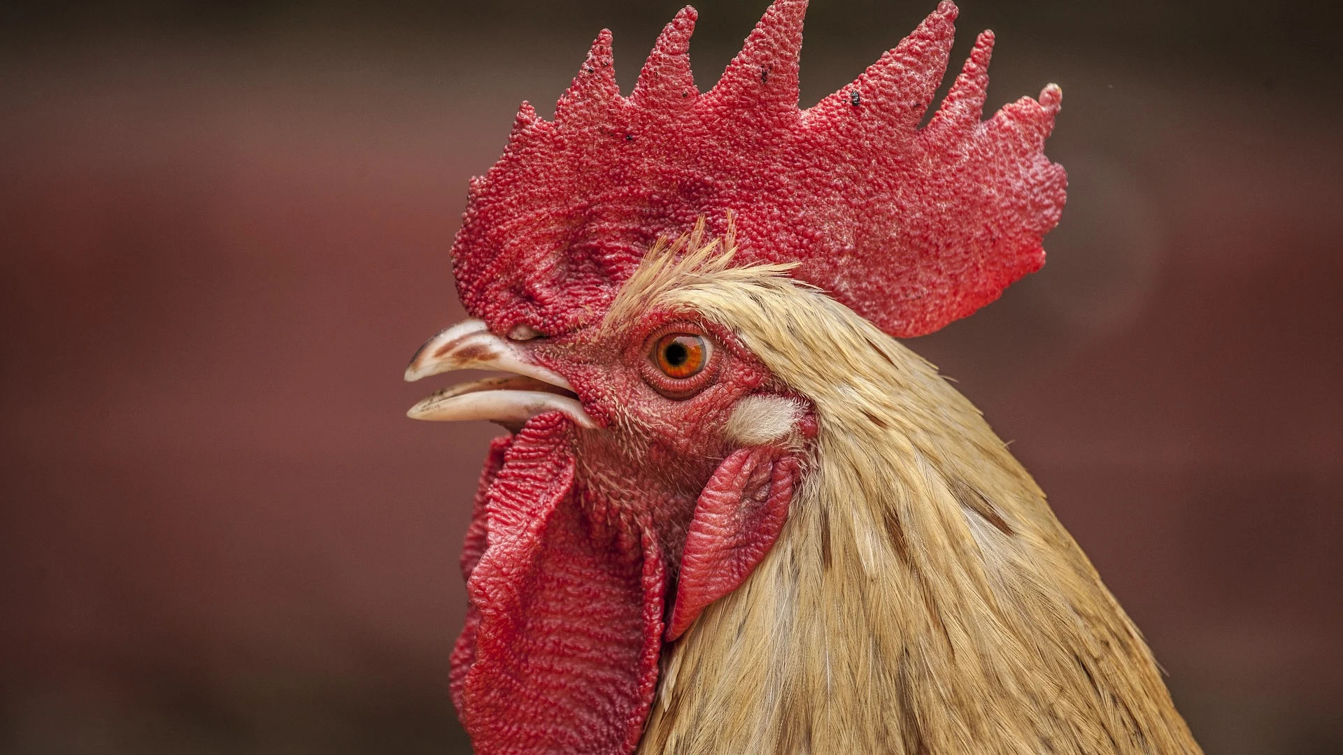 Un gallo (Archivo)