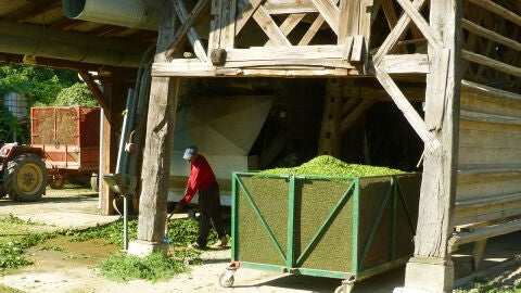 Trabajando el Lúpulo